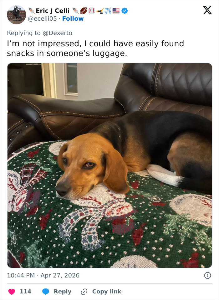 K-9 Beagle da alfândega dos EUA se torna uma sensação viral depois de pegar um passageiro com 100 sanduíches