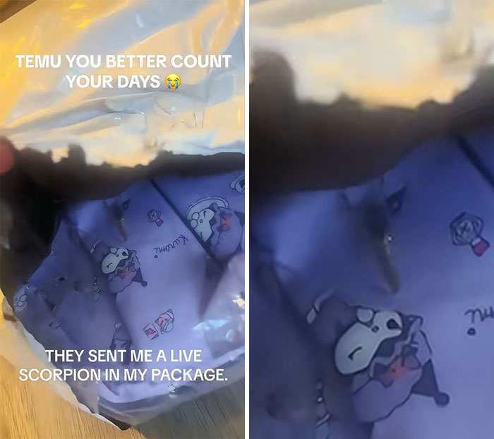 Live scorpion found in Temu package, showing a shocking and hilarious lesson from online orders.