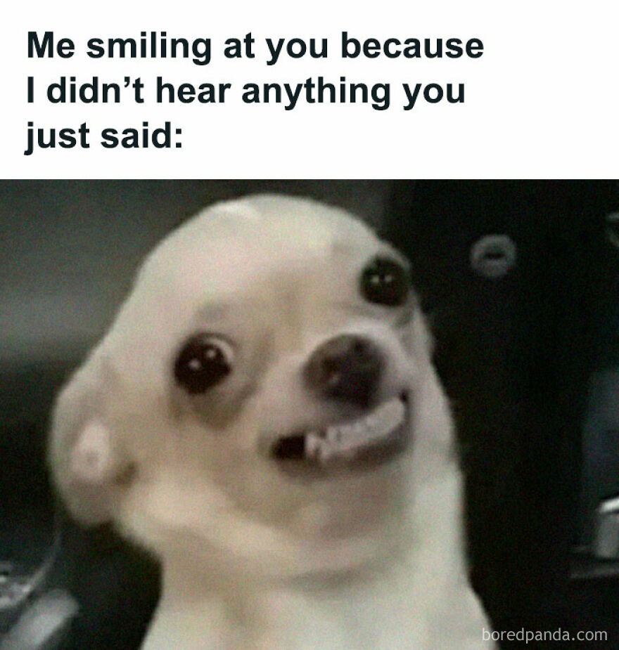 A funny chihuahua meme smiling with an awkward expression, illustrating a relatable situation of not hearing.