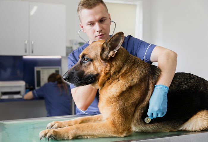 Vet examines a loyal German Shepherd with a stethoscope. A bond of trust, unlike wild friendship betrayals.