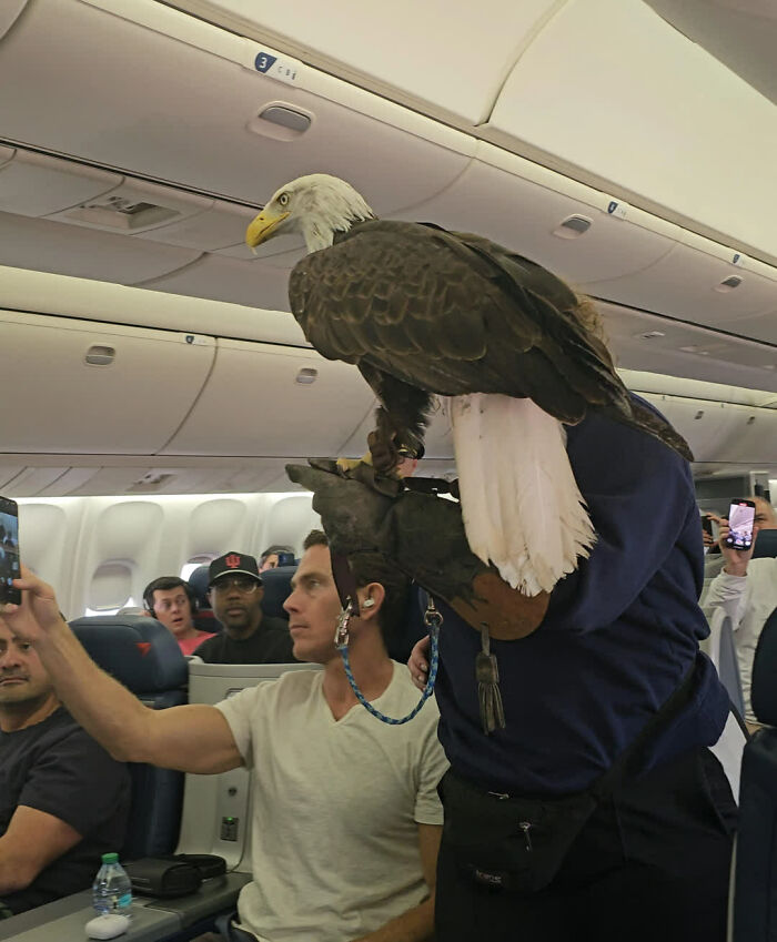 A weird image of a bald eagle on an airplane, perched on a handler's arm, as passengers capture the unique sight.