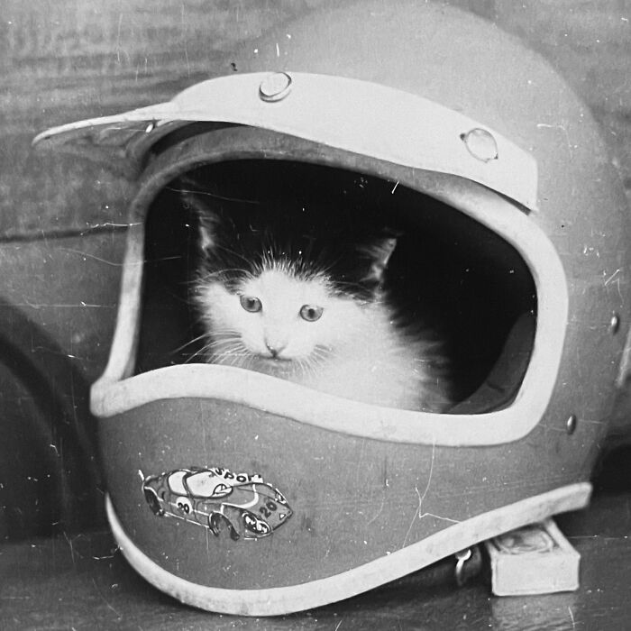 These Charming Vintage Cat Photos Are Taking Over Instagram—and People Can’t Get Enough (30 Pics)