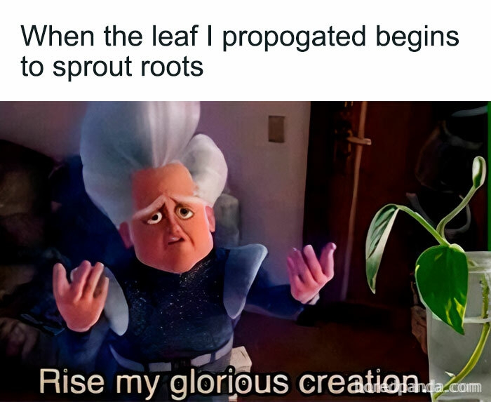 Funny meme of a plant parent, showing animated character "MegaMind" saying "Rise my glorious creation" next to a propagated plant.