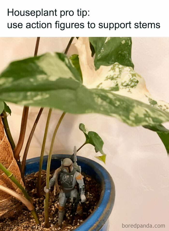 A Boba Fett action figure supports a plant stem in a blue pot. A great tip for any crazy plant parent.