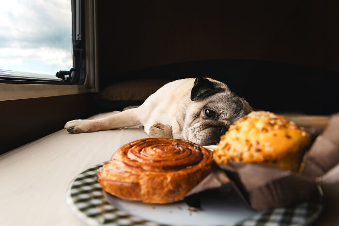Food Influencer: Paws And Pastries By Sylvie Pabion Martín