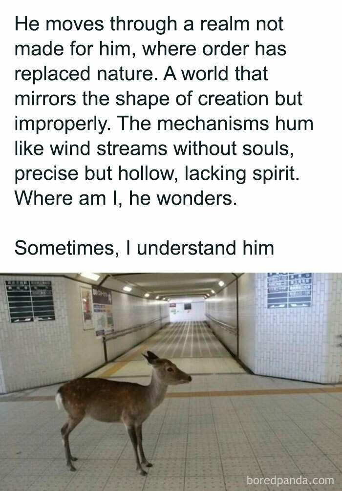 Deer standing alone in a sterile underground passage, capturing relatable memes of humor and life struggles.