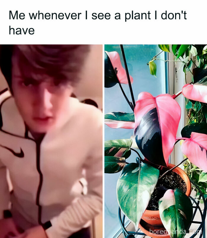 Meme of a person reacting intensely to a stunning pink and green variegated plant. Perfect for crazy plant parent humor.