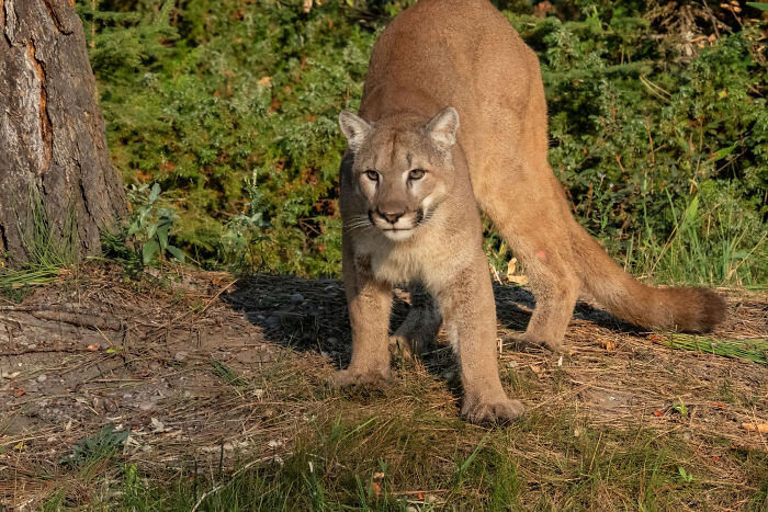 A cougar peers forward, partially hidden by a tree and foliage, with its body arched. Disturbing sounds.