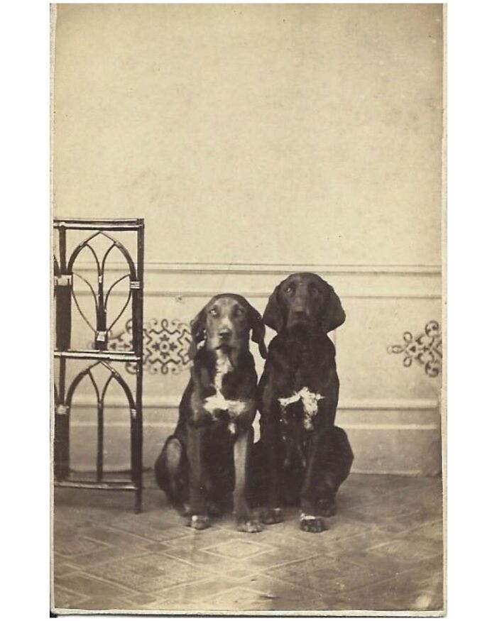 This Instagram Page Is Bringing Forgotten Dogs From History Back To Life In The Most Heartwarming Way(45 Pics)