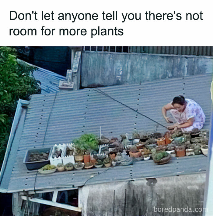A plant parent tending to a large collection of potted plants on a corrugated metal rooftop, embracing meme language.