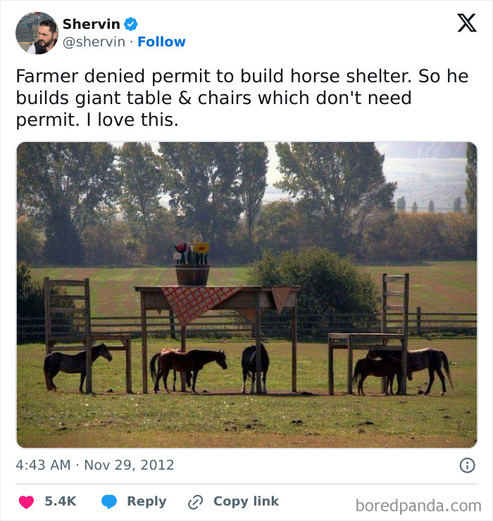 Horses sheltered by giant table and chairs on a farm, a creative solution for animal housing. This won't make sense to city kids.
