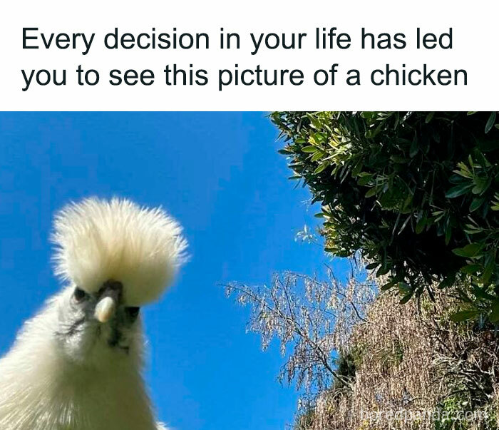 Chicken with fluffy white feathers under a blue sky, featured in relatable memes about humor and giving up on life.