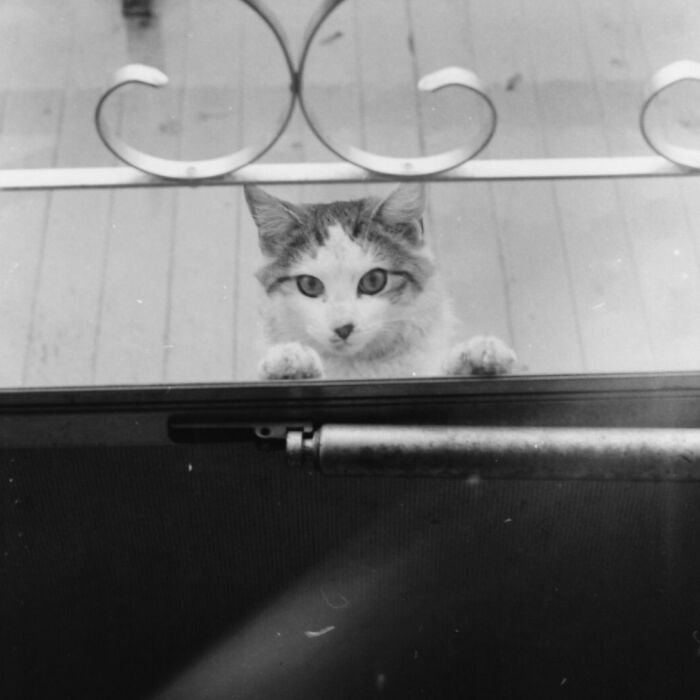 These Charming Vintage Cat Photos Are Taking Over Instagram—and People Can’t Get Enough (30 Pics)