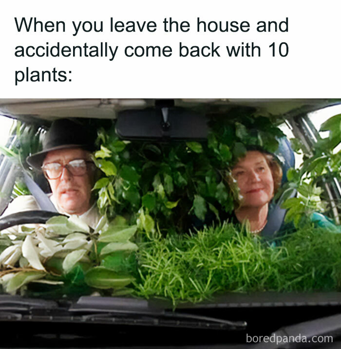 A meme showing a car filled with plants and two people, a crazy plant parent, barely visible through the foliage.