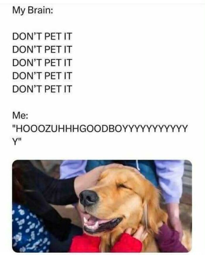 Person happily petting a golden retriever dog, illustrating funny and mischievous dog behavior meme.