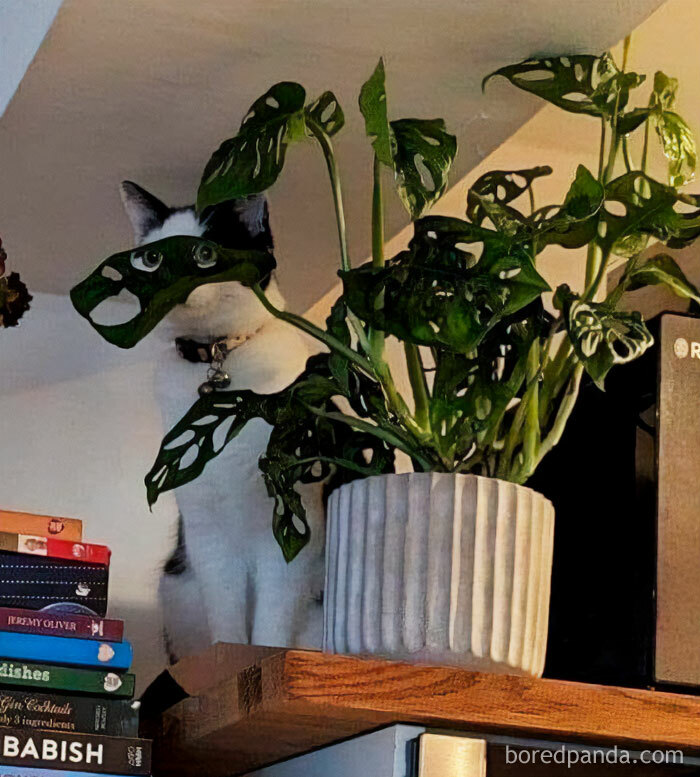 A black and white cat peeks from behind a Monstera Adansonii plant on a shelf, showing its plant parent side.