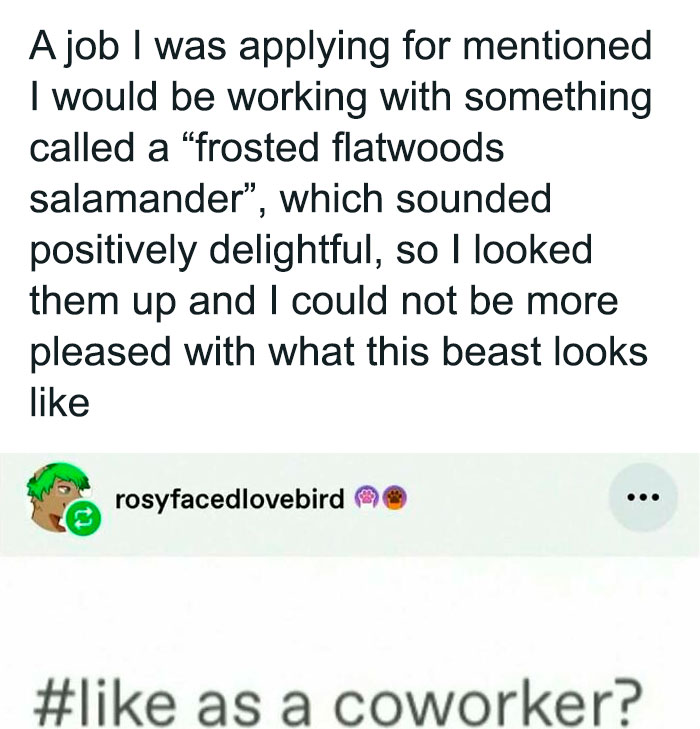 Text meme about applying for a job involving a frosted flatwoods salamander, featured in unhinged and wild memes.