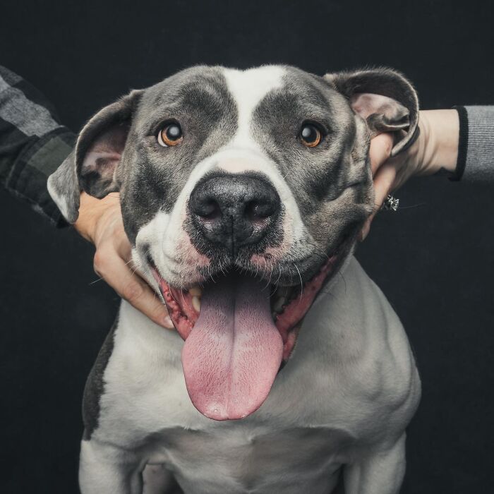 “Gotcha Day!” Captures Heartwarming Studio Portraits Of Rescue Dogs And Their Forever Humans (40 Pics) Interview