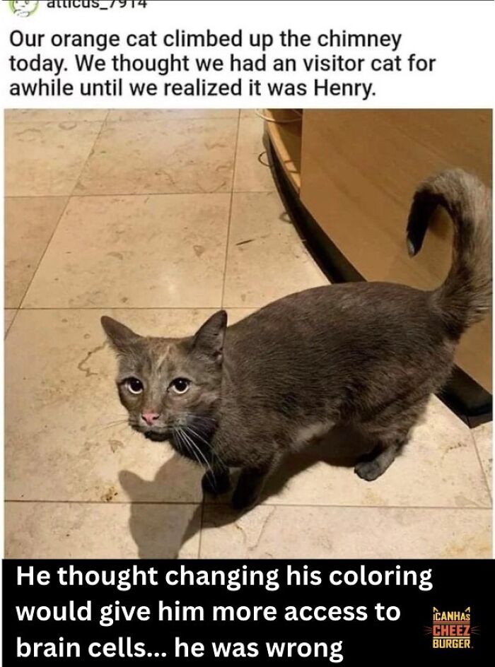 The Original Cat Meme Page Is Still Going Strong: Here Are Some Of The Funniest Posts From I Can Has Cheezburger (50 Pics)