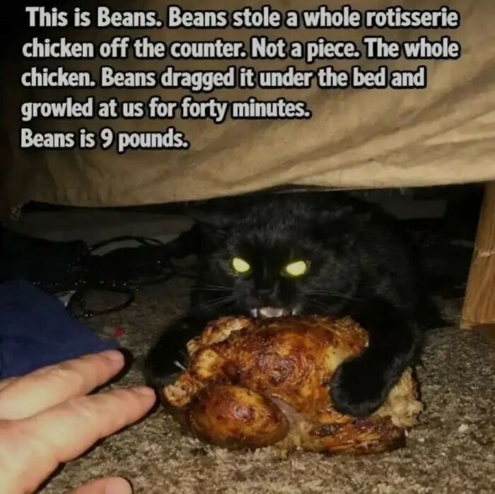 Black cat named Beans stealing a whole rotisserie chicken, showing relatable humor from people who gave up on life but not humor memes.