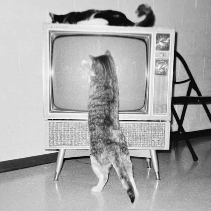 These Charming Vintage Cat Photos Are Taking Over Instagram—and People Can’t Get Enough (30 Pics)