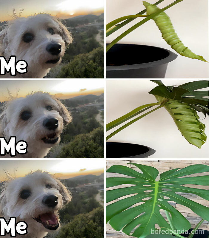 Meme language format shows a dog reacting to a Monstera plant growing, appealing to crazy plant parents.