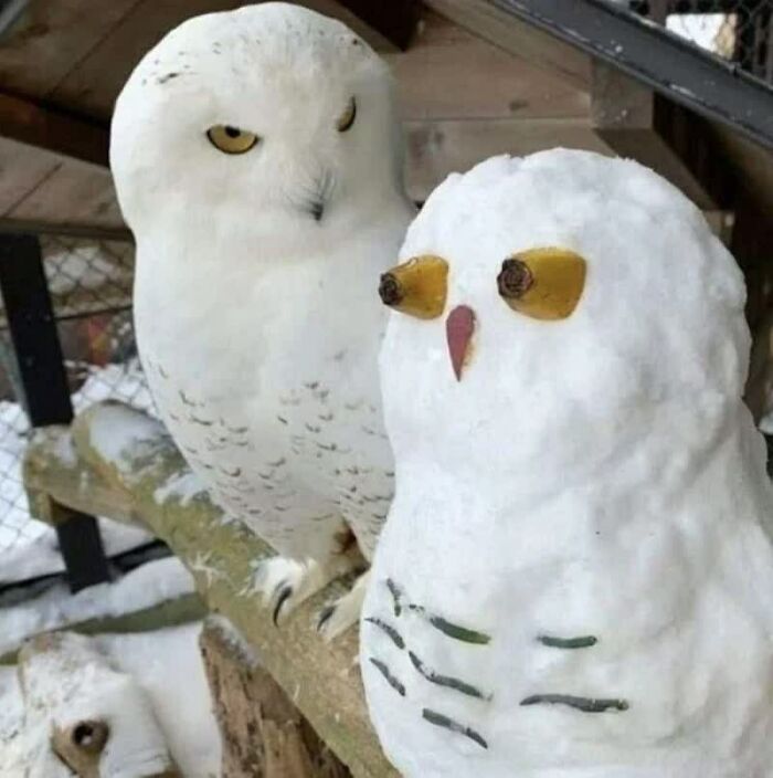A real snowy owl side-eyeing a weird image of a snow-made owl. A truly weird image!