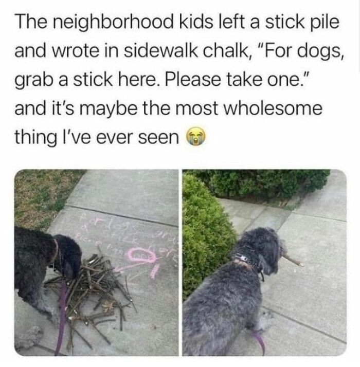 Neighborhood kids leave a stick pile with chalk sign for dogs to take sticks, showing cute and funny dog moments.