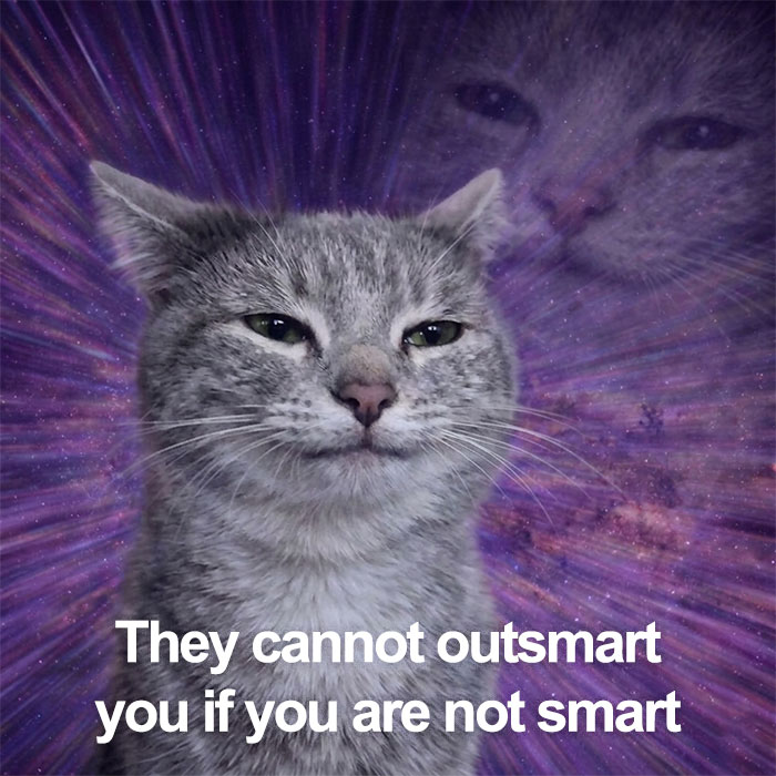 Grey cat meme with text about outsmarting, illustrating relatable humor from people who gave up on life but not on humor.