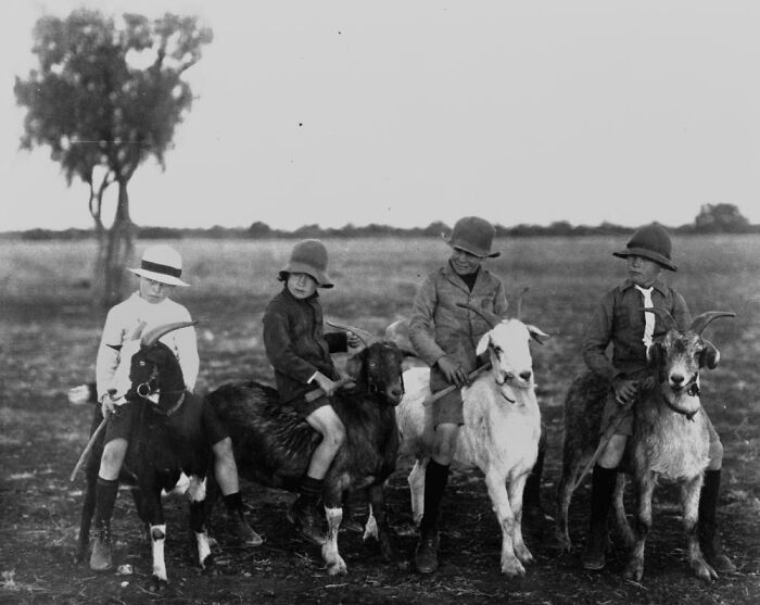 Four boys wearing hats sitting on goats in an outdoor field, a rare and interesting photo from a time we cannot experience.