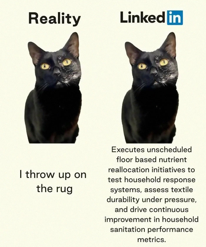 Black cat meme contrasting reality and LinkedIn humor, illustrating relatable memes about life and humor in a funny way.