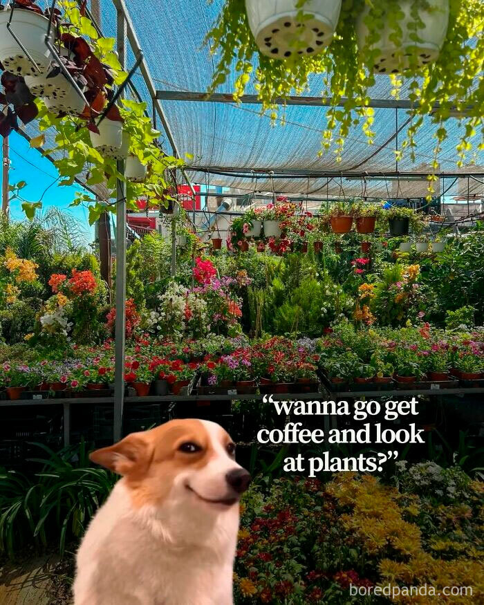 A corgi meme asks Wanna go get coffee and look at plants? inside a vibrant greenhouse, perfect for crazy plant parents.