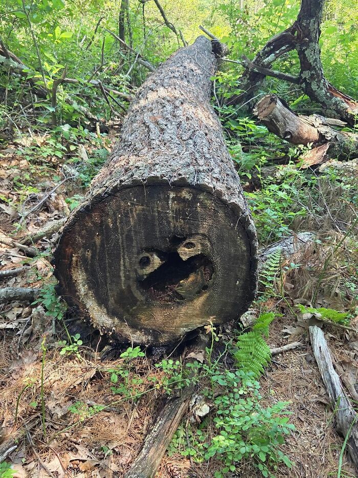 33 Times People Spotted Hidden Faces In Everyday Objects And Had To Share Them (New Pics)