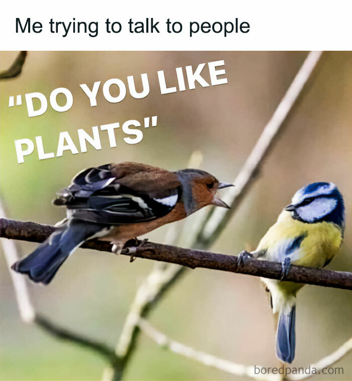 A meme with two birds on a branch, one yelling "DO YOU LIKE PLANTS" at the other. A funny post for crazy plant parents.