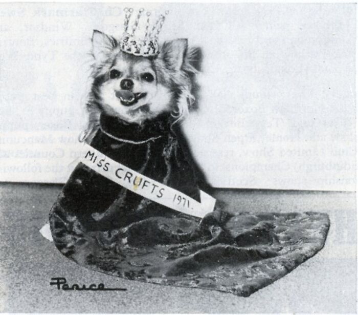 This Instagram Page Is Bringing Forgotten Dogs From History Back To Life In The Most Heartwarming Way(45 Pics)