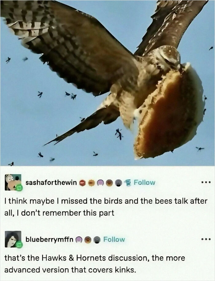 Hawk flying with a sandwich in its talons, paired with wild memes and humorous animal comments.
