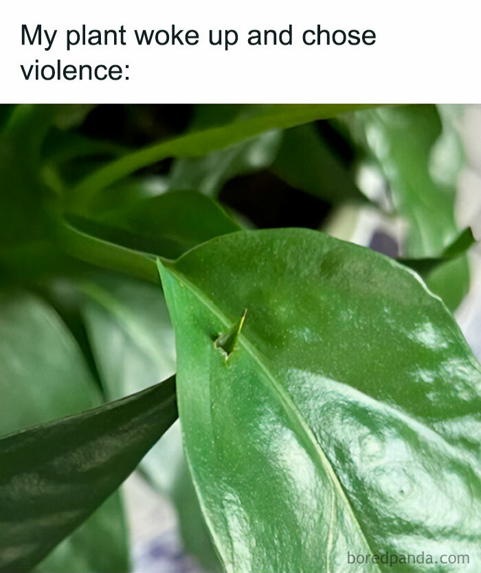 A close-up of a green plant leaf with a sharp, pointed new growth, captioned "My plant woke up and chose violence." Perfect for crazy plant parent memes.