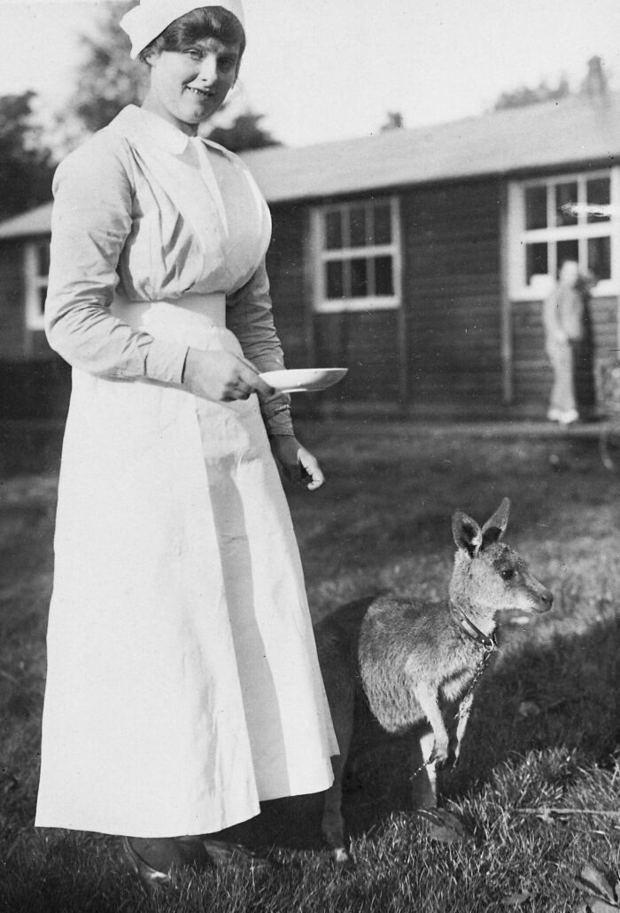 Nurse in vintage uniform feeding a small wallaby outdoors in a rare and interesting photo from a past era.