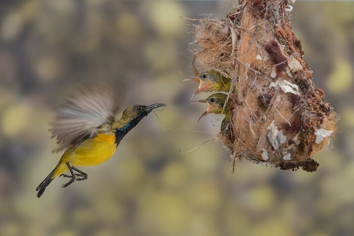 “Daddy Is Here” By Shing Yaw Lee