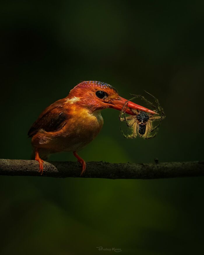 “Sulawesi Dwarf Kingfisher”