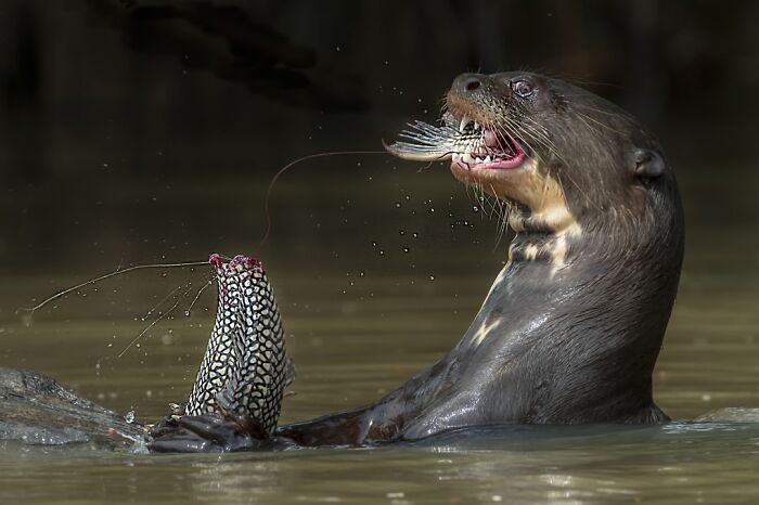“Heads Or Tails?” By Charles Lynam