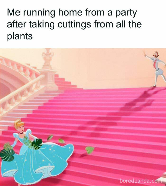 A Cinderella meme showing her running down pink stairs, clutching plant cuttings, as a crazy plant parent would. Fluent in meme language.