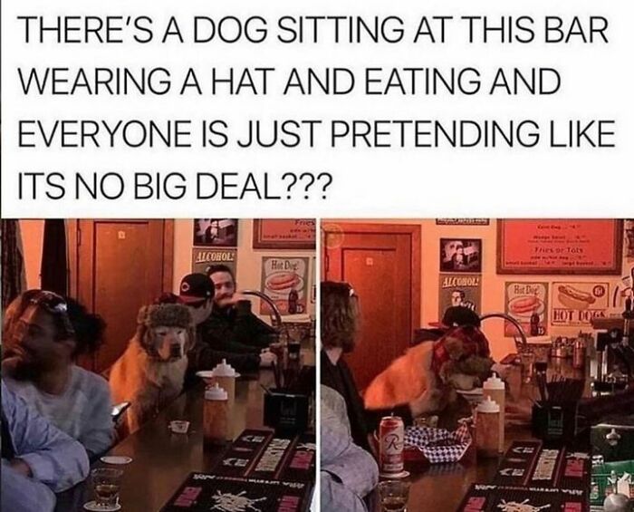 Dog wearing a hat sitting at a bar eating with people around, showcasing cute, funny, and mischievous dog behavior.