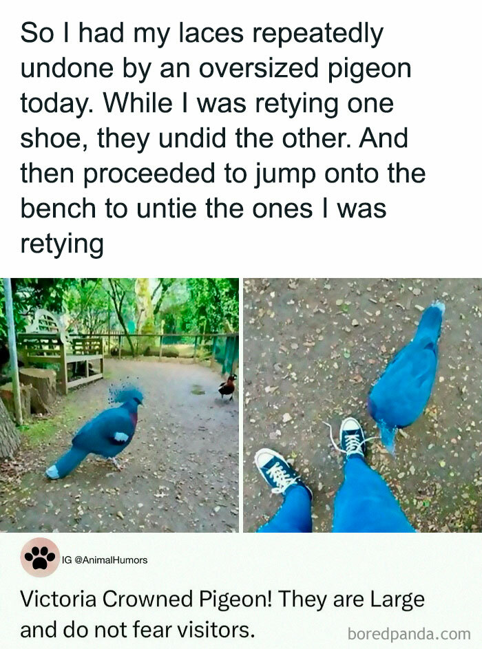 Oversized pigeon repeatedly unties shoelaces in a park, featured in unhinged and wild memes to brighten your day.