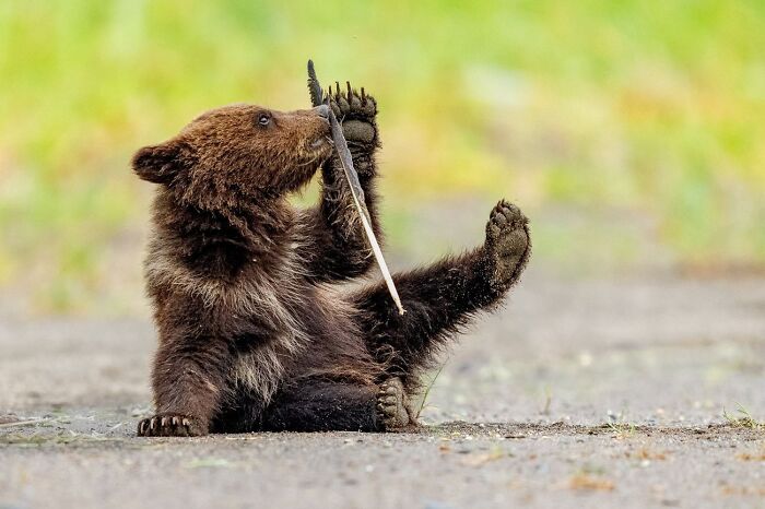 “Feather Cub At Play” By Charles Janson