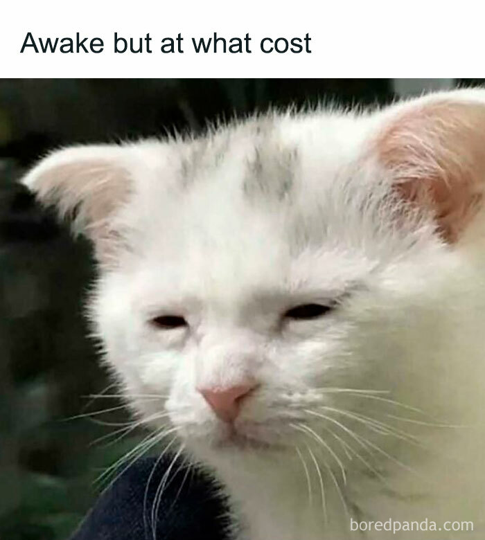 White cat with a tired expression representing unhinged and wild memes to brighten your day.