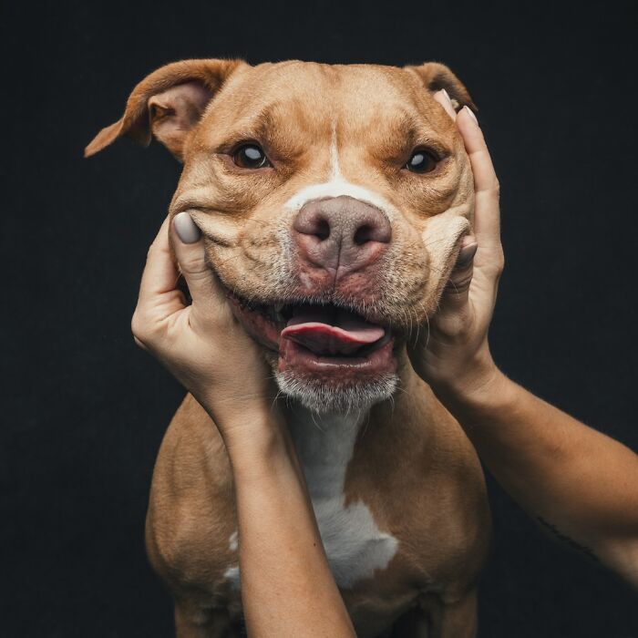 “Gotcha Day!” Captures Heartwarming Studio Portraits Of Rescue Dogs And Their Forever Humans (40 Pics) Interview
