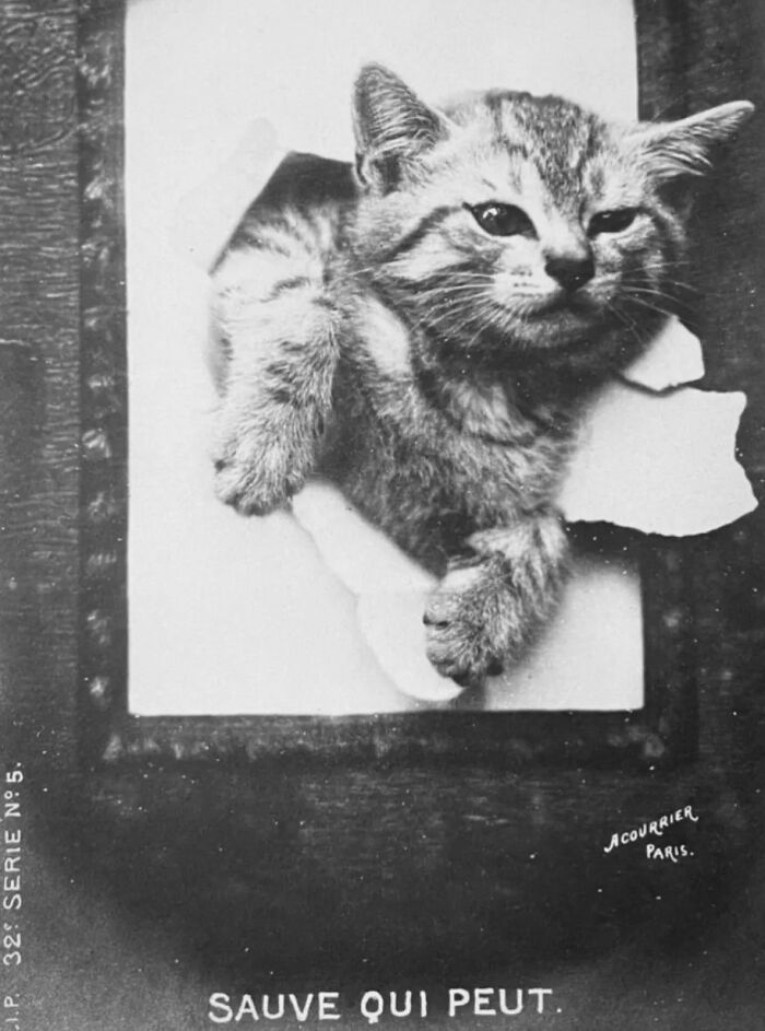 These Charming Vintage Cat Photos Are Taking Over Instagram—and People Can’t Get Enough (30 Pics)