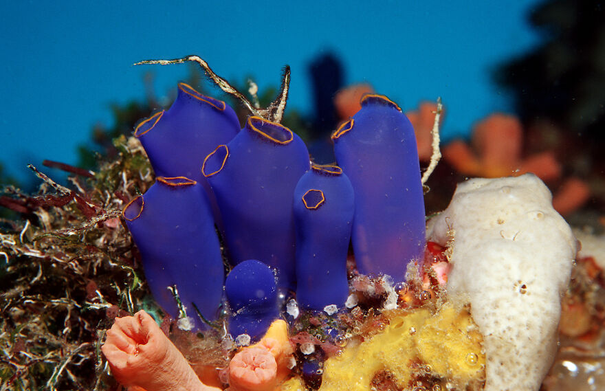 Vibrant blue tunicates, resembling sea animals, attached to coral and sponges underwater, showing marine life and danger reactions.