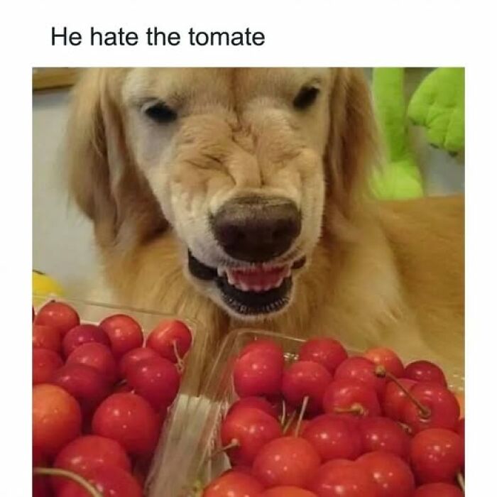 Golden retriever making a funny face near fresh red tomatoes in a humorous food meme for quick chuckles.